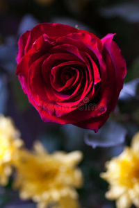 宏指令照片关于红色的玫瑰.特写镜头玫瑰