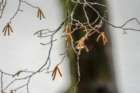 下雨的一天和雨点向指已提到的人树树枝