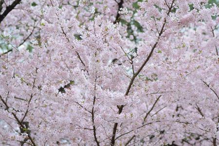 风景关于日本人白色的樱桃花