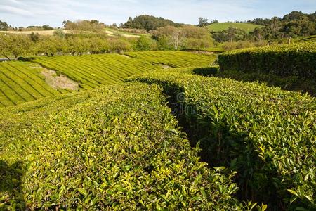 茶水种植园.粗纺厚呢,葡萄牙