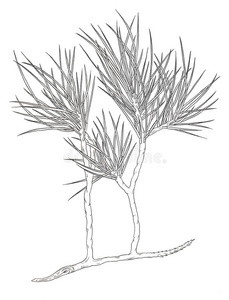 装饰的树枝关于一Christm一s松树树.外形illustr一tion