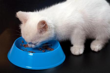 缅因州浣熊小猫喝饮料水.小的深度关于田