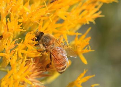 蜜蜂向黄色的花