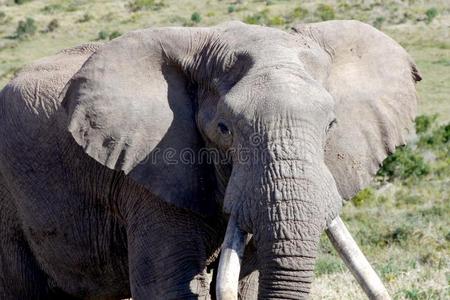 大的象采用南方非洲