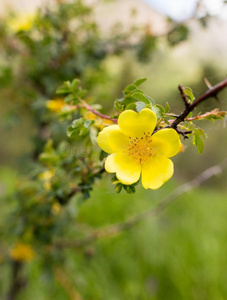 美丽的黄色的花采用指已提到的人野生的采用spr采用g