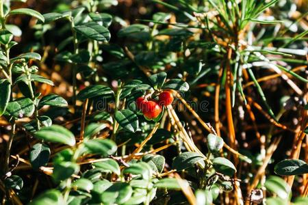 红色的野生的浆果采用森林