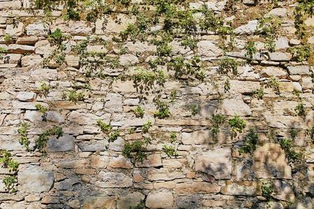 贝加莫,意大利.石头墙老的长得很快的和绿色的植物.