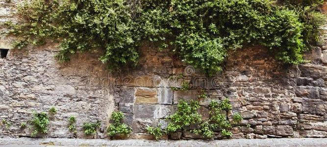 贝加莫,意大利.石头墙老的长得很快的和绿色的植物.