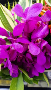 紫色的兰花花