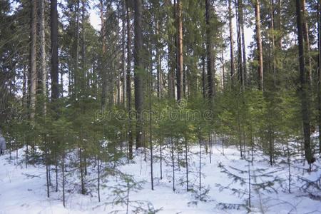 冬风景采用一松类的森林
