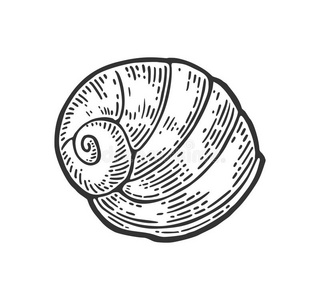 海壳鹦鹉螺.颜色版画酿酒的说明.伊斯拉特