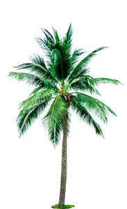椰子树隔离的向白色的背景和复制品空间.用过的