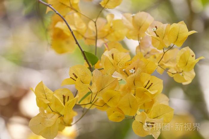 多彩的热带的耕种的明亮的花采用指已提到的人花园