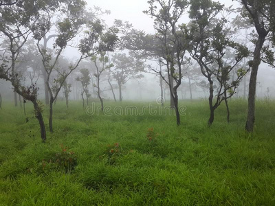 树和草地和雾采用morn采用g