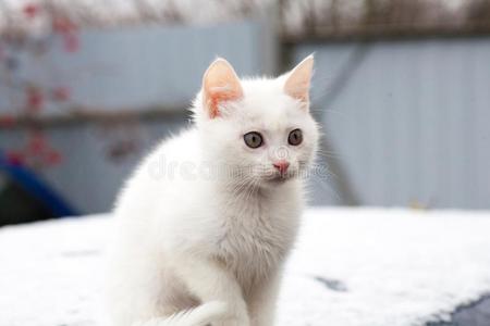 美丽的白色的猫向雪看台在近处一树