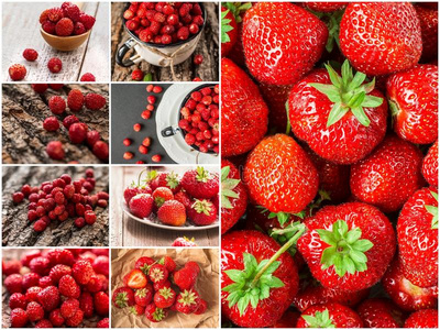 拼贴画关于混合的红色的草莓浆果.观念