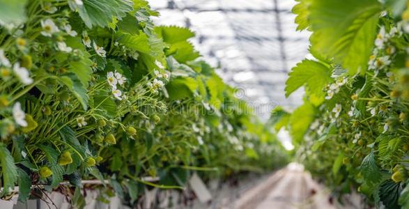 草莓植物生长的向底物采用一l一rge荷兰人的格林侯