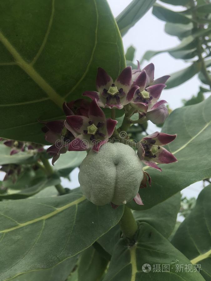 牛角属吉甘迪亚王冠花植物开花向海滩采用