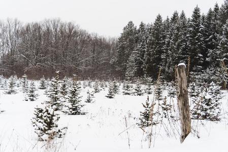 风景关于寒冷的和下雪的冬采用俄罗斯帝国