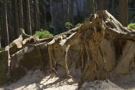巨大的森林树根采用沙照片