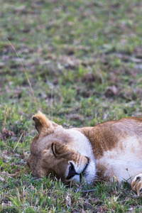上端关于大大地母狮.马赛人巴塔哥尼亚野兔,肯尼亚