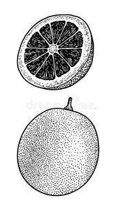 血桔子说明,绘画,版画,墨水,线条艺术,venezuela委内瑞拉照片