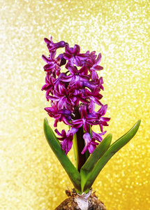 垂直的春季假日卡片和指已提到的人极好的紫色的花关于