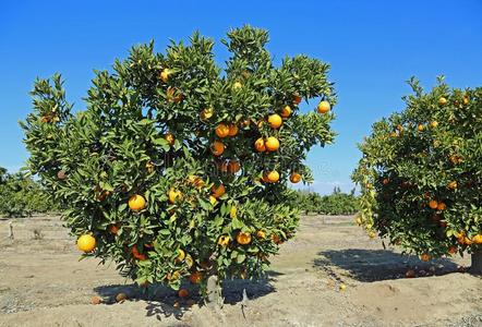 成熟果实和新花的橙树种植园桔子小树林采用巴西苏木-成熟的成果成
