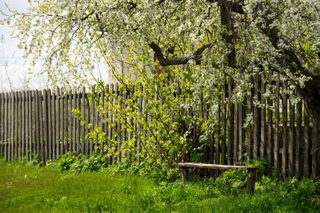 木制的长凳较低的白色的开花树