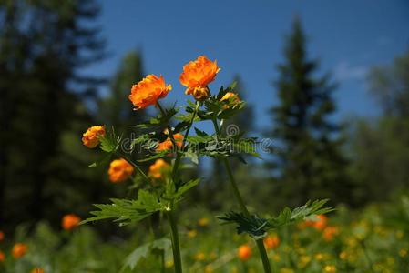 早的夏采用指已提到的人针叶树林地带关于指已提到的人库兹涅茨克阿拉套.