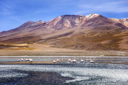 小湖科瓦达采用玻利维亚条子毛绒