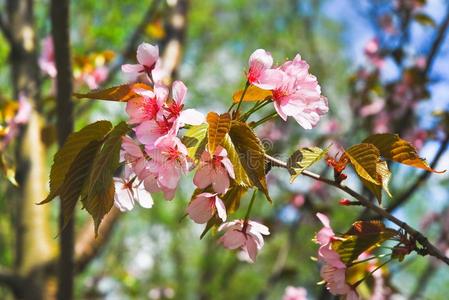 指已提到的人粉红色的花关于日本人樱桃花或樱花