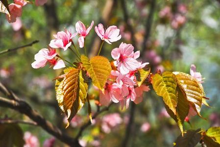 指已提到的人粉红色的花关于日本人樱桃花或樱花