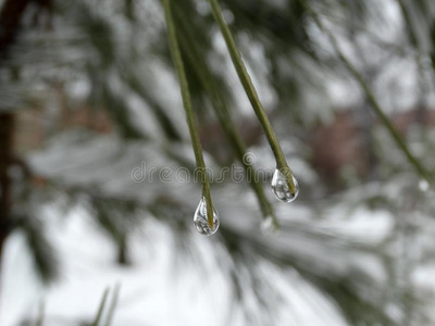 水落下向松树针