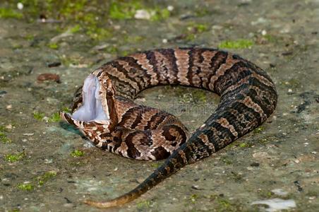 显示舌的肖像gonyosoma oxycephalum, 红尾绿 ratsnake, 舌弹, 印尼小