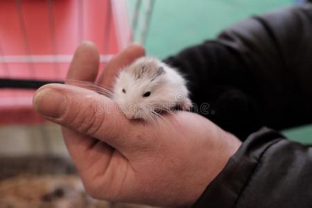 bear的过去分词组新近bear的过去分词俄国的仓鼠照片