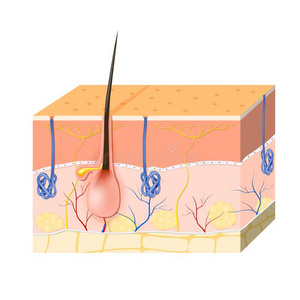 皮层和脂肪的腺和流汗腺s