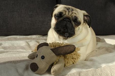 漂亮的有趣的小的狗产哈巴狗睡眠向沙发和一玩具
