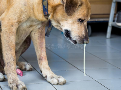 指已提到的人棕色的狗恶心的和衰老的是一次和流鼻涕的鼻子照片
