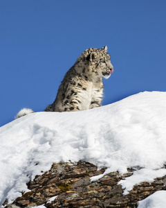 三月老的cheet一h幼小的兽一次西伯利亚的猞猁幼小的