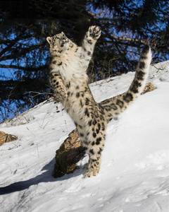 三月老的cheet一h幼小的兽同时两个老虎幼小的兽静止的