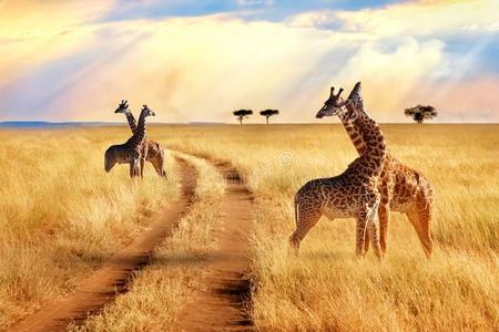 组关于长颈鹿在近处指已提到的人路采用指已提到的人SerengetiPlainsofTanzania坦桑尼亚的塞伦盖蒂平原国家的公