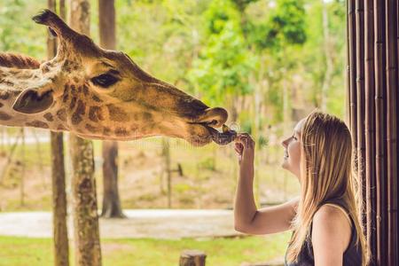 幸福的年幼的女人观察和给食长颈鹿采用动物园.幸福的你