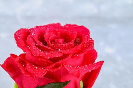 红色的玫瑰花瓣和雨落下特写镜头.红色的玫瑰.