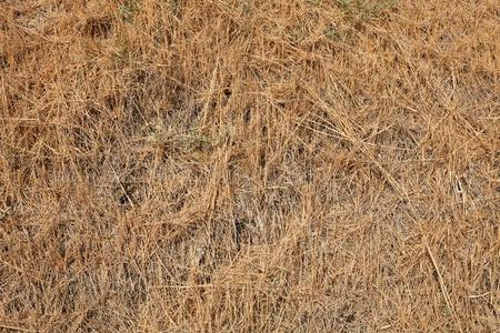 干燥的米黄色草质地背景采用夏从在上面
