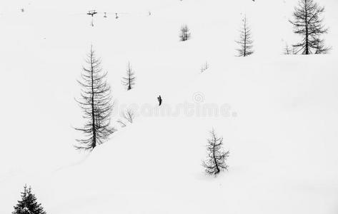 软的雪,树,和一远足者采用指已提到的人alkali-treatedlipopolysaccharide碱处理的脂多糖