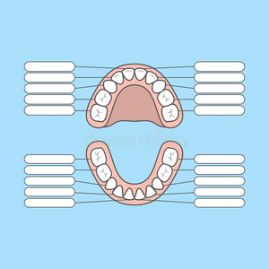 牙图表首要的牙空白的说明矢量向蓝色背