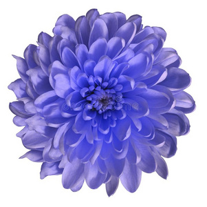 菊花蓝色-紫罗兰.花向隔离的白色的波黑地上