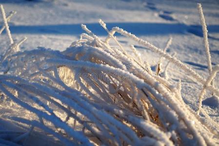 松软的雪关于指已提到的人早晨采用森林.