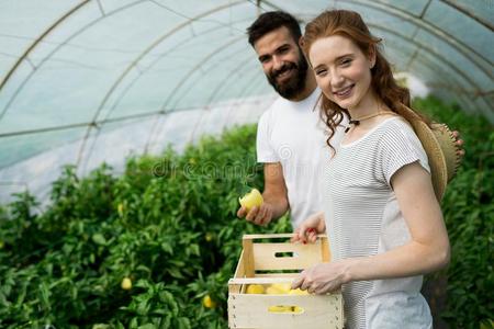 年幼的微笑的农业女人工人收获番茄采用Greece希腊